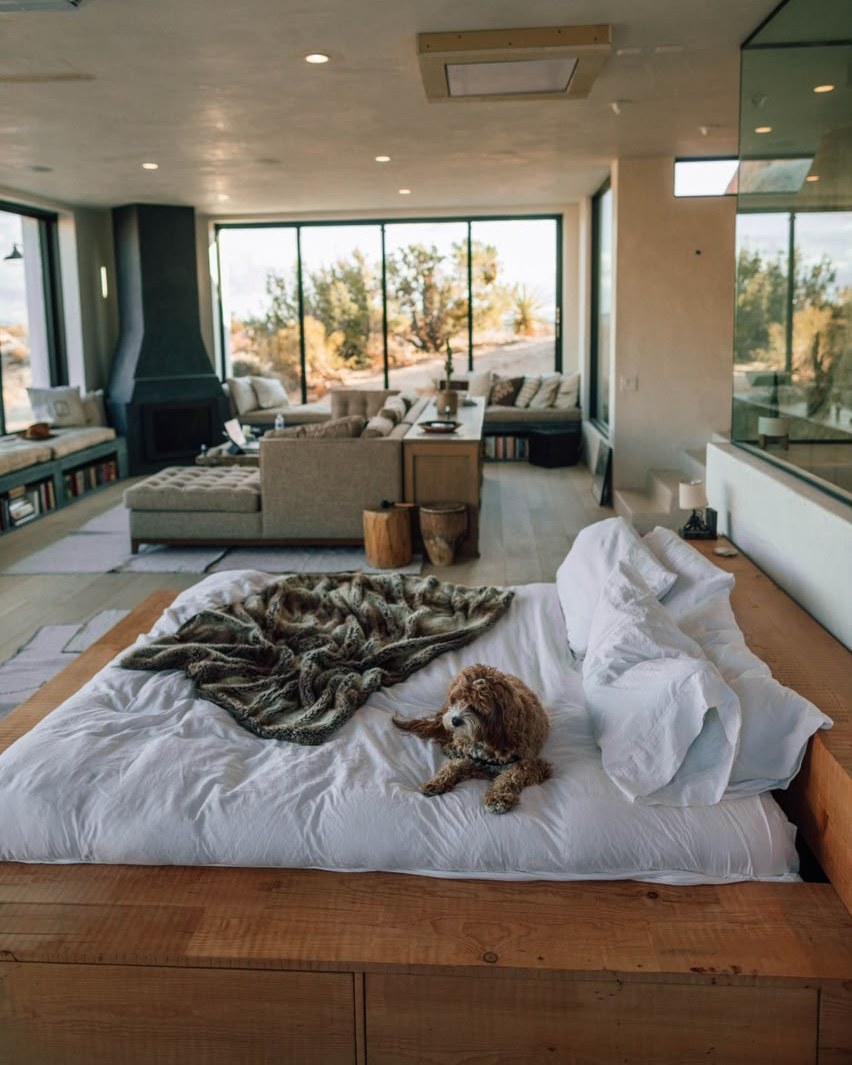 Dog relaxing in a pet-friendly lodge